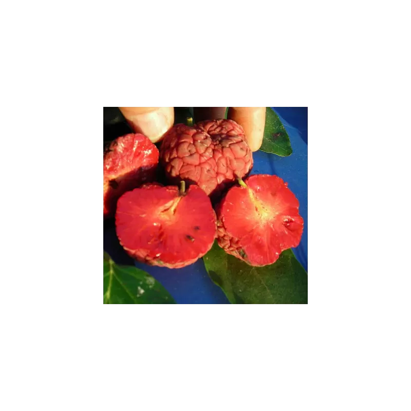 Triskiautė kudranija - Cudrania tricuspidata CSABA