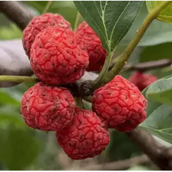 Triskiautė kudranija - Cudrania tricuspidata DARREN BENDER