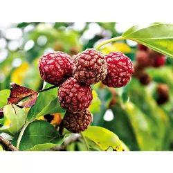 Cudrania tricuspidata DAVIDS CHE