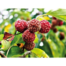 Triskiautė kudranija - Cudrania tricuspidata DAVIDS CHE