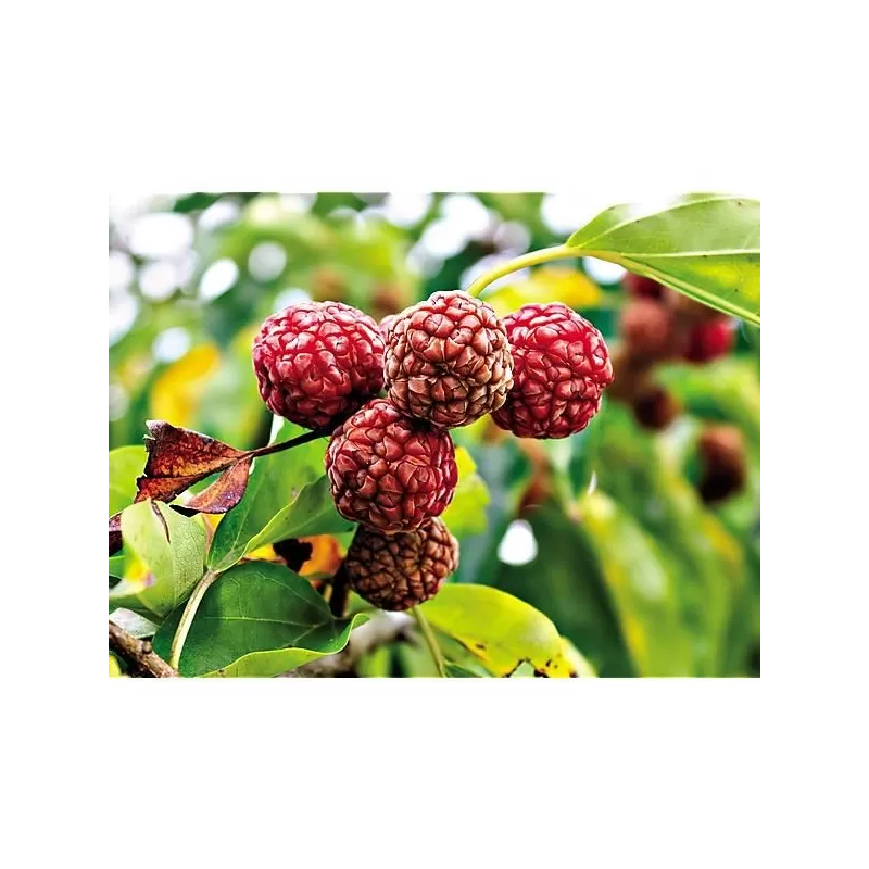 Cudrania tricuspidata DAVIDS CHE