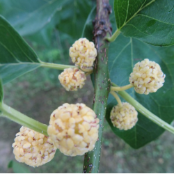 Triskiautė kudranija - Cudrania tricuspidata MALE FR