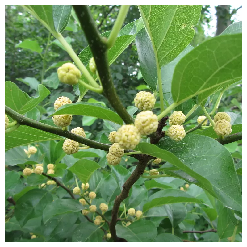 Triskiautė kudranija - Cudrania tricuspidata MALE HU