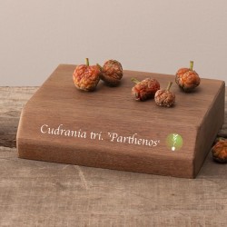 Triskiautė kudranija - Cudrania tricuspidata PARTHENOS