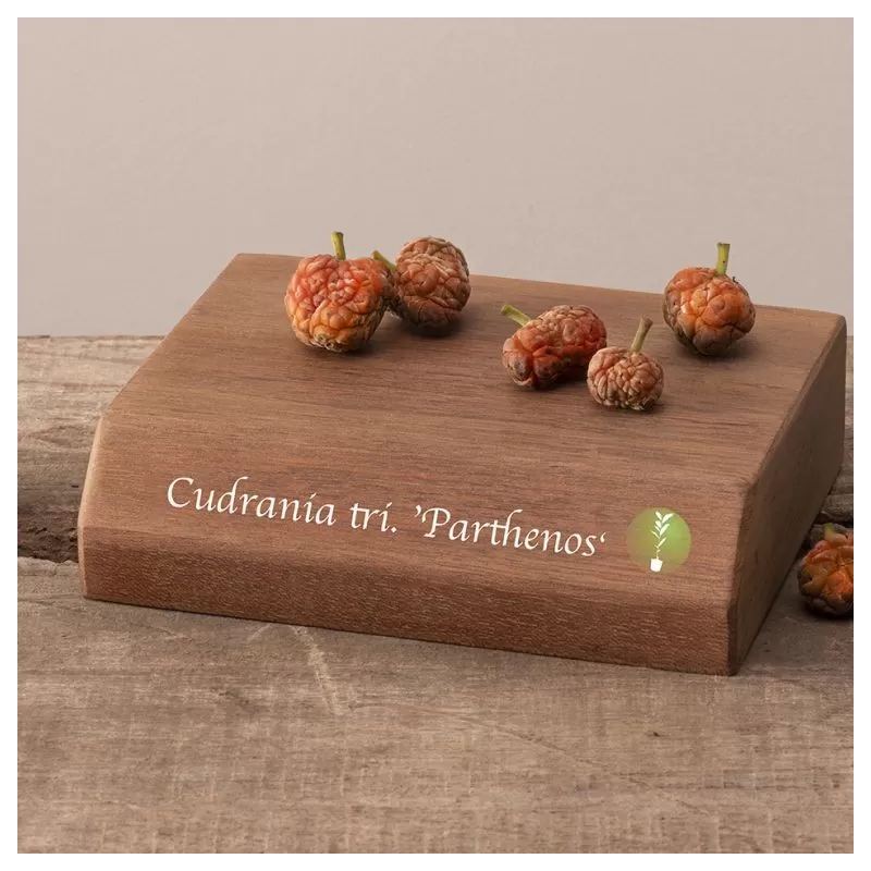 Triskiautė kudranija - Cudrania tricuspidata PARTHENOS