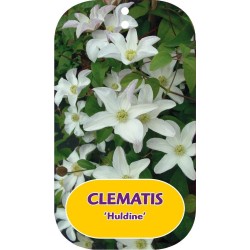 Plačiažiedė raganė - Clematis patens HULDINE