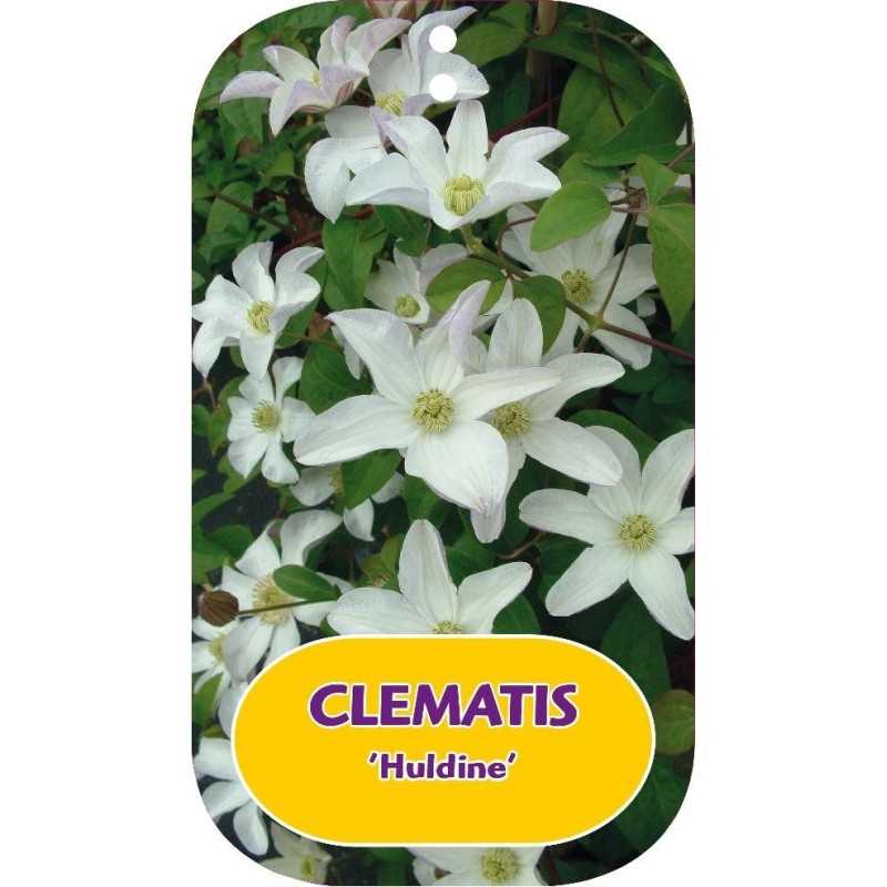 Plačiažiedė raganė - Clematis patens HULDINE