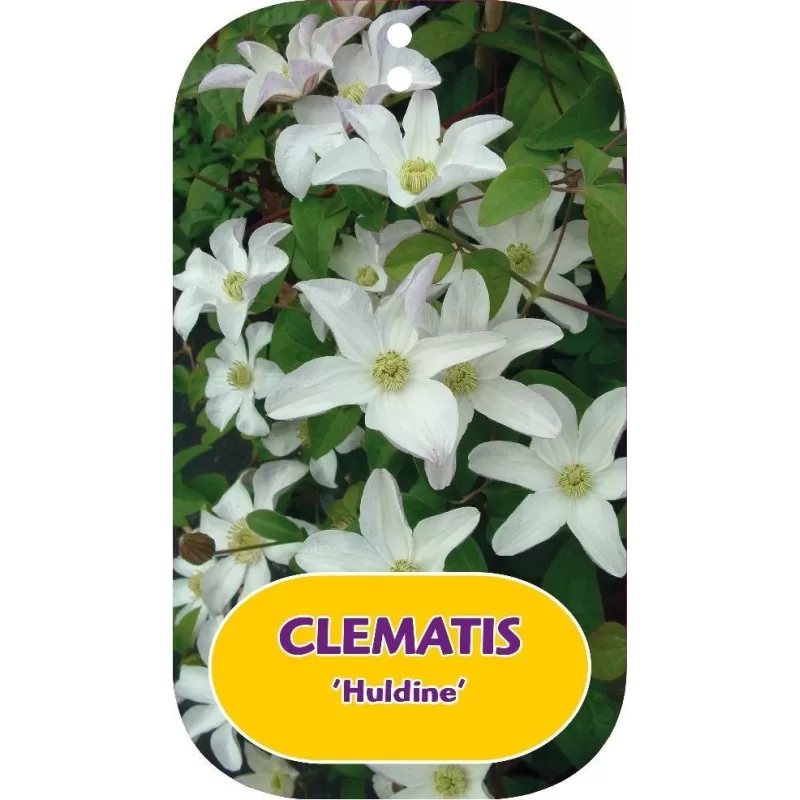Plačiažiedė raganė - Clematis patens HULDINE