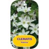 Plačiažiedė raganė - Clematis patens HULDINE