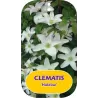 Plačiažiedė raganė - Clematis patens HULDINE