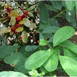 Paragvajinis bugienis (žalioji matė) - Ilex paraguariensis (Yerba mate)