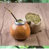 Ilex paraguariensis (Yerba mate)