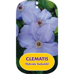Plačiažiedė raganė - Clematis patens HYBRIDA SIEBOLDII