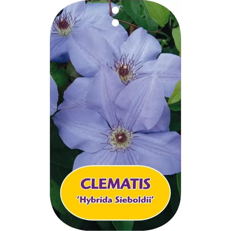 Plačiažiedė raganė - Clematis patens HYBRIDA SIEBOLDII