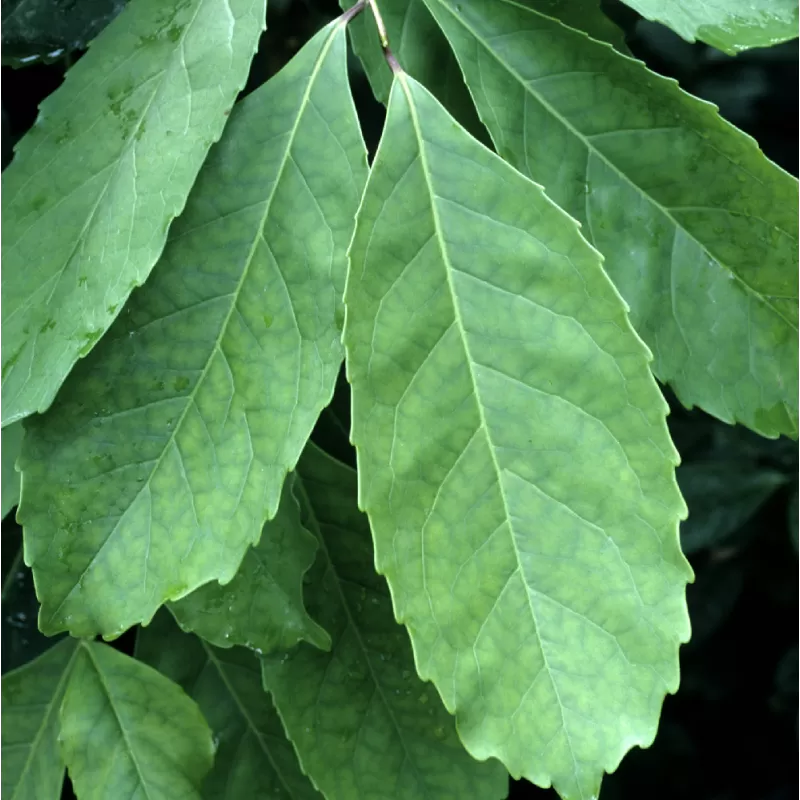 Ilex paraguariensis (Yerba mate)