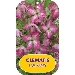 Mėlynžiedė raganė - Clematis viticella I AM HAPPY