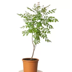 Gausiažiedė kelreiterė - Koelreuteria paniculata