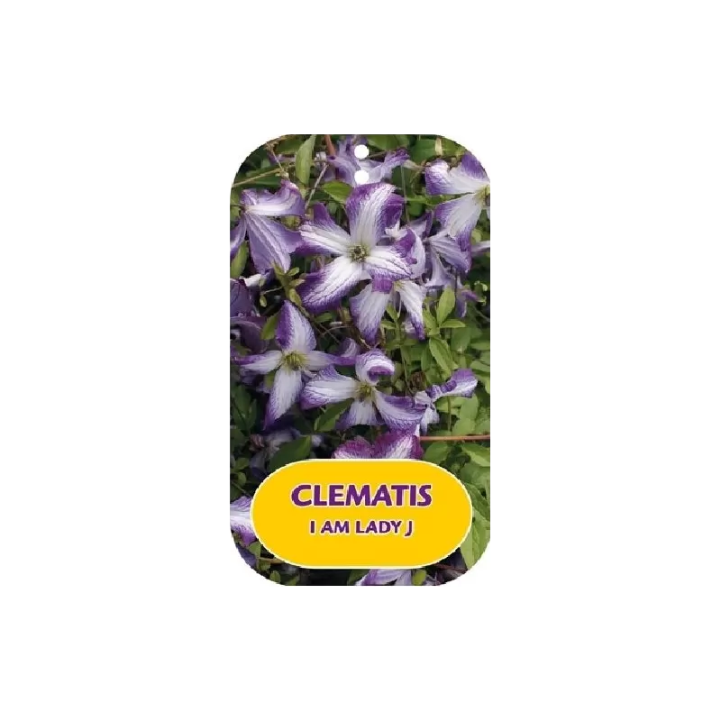 Mėlynžiedė raganė - Clematis viticella I AM LADY J