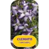 Mėlynžiedė raganė - Clematis viticella I AM LADY J