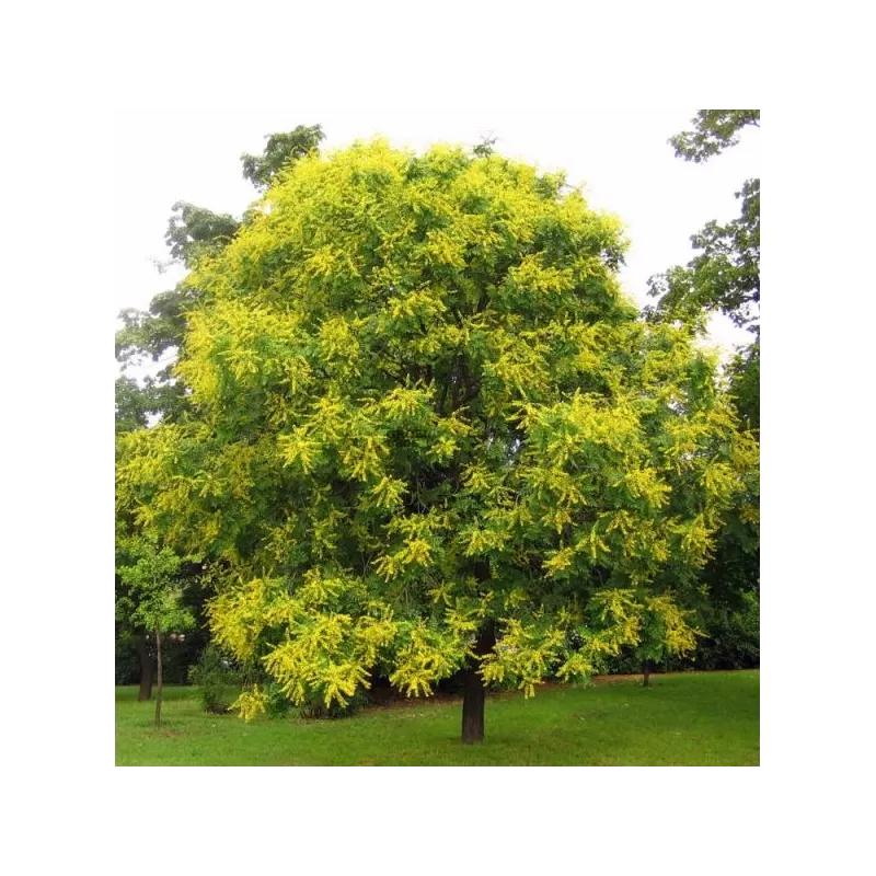 Gausiažiedė kelreiterė - Koelreuteria paniculata