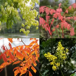 Gausiažiedė kelreiterė - Koelreuteria paniculata