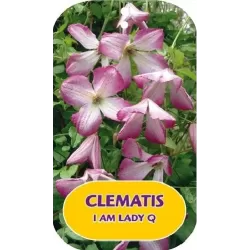 Clematis viticella I AM LADY Q