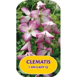 Mėlynžiedė raganė - Clematis viticella I AM LADY Q