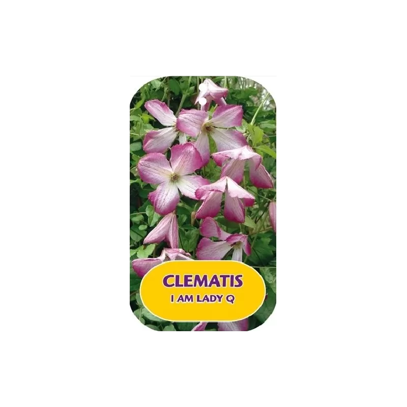 Clematis viticella I AM LADY Q