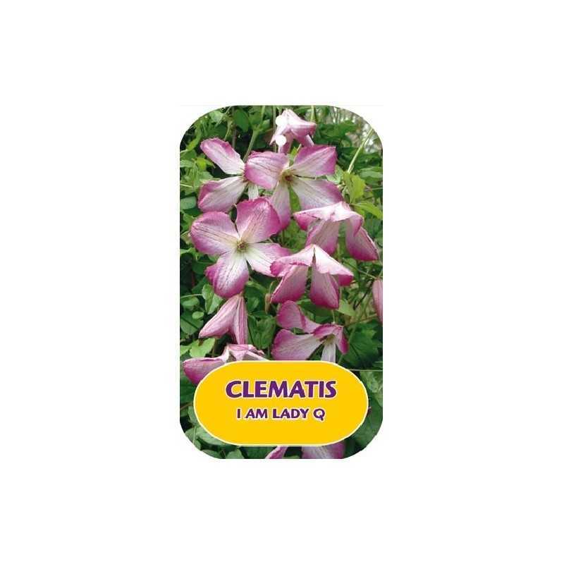 Mėlynžiedė raganė - Clematis viticella I AM LADY Q