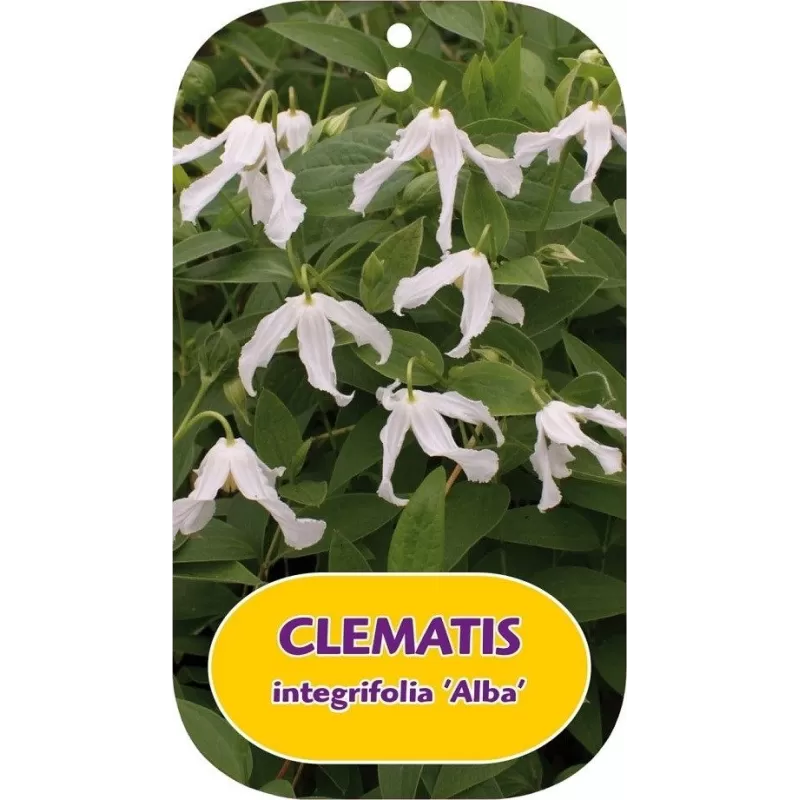 Clematis integrifolia ALBA