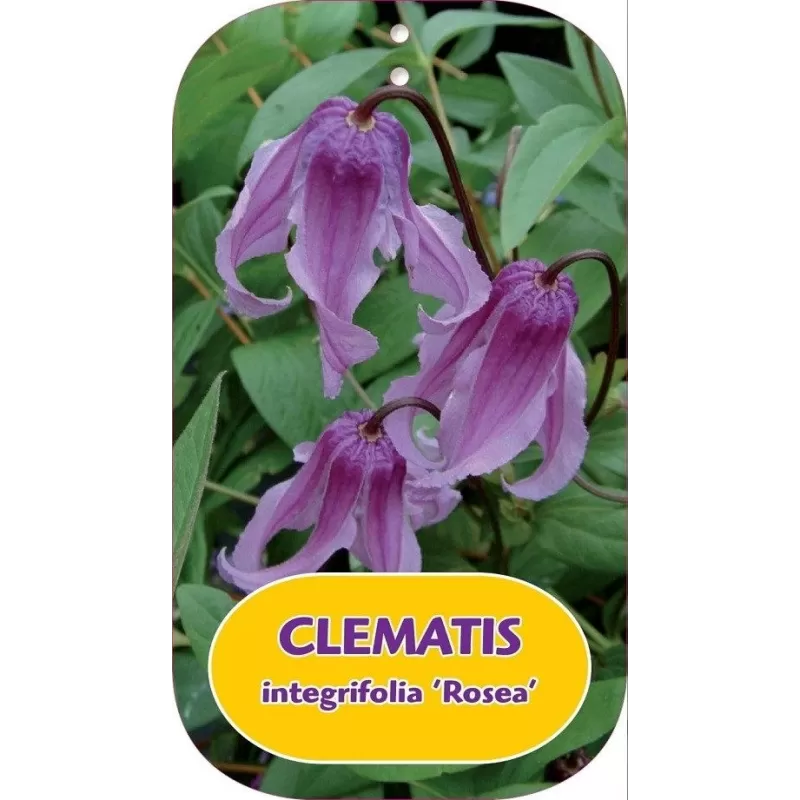 Clematis integrifolia ROSEA