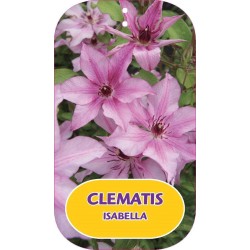 Plačiažiedė raganė - Clematis patens ISABELLA