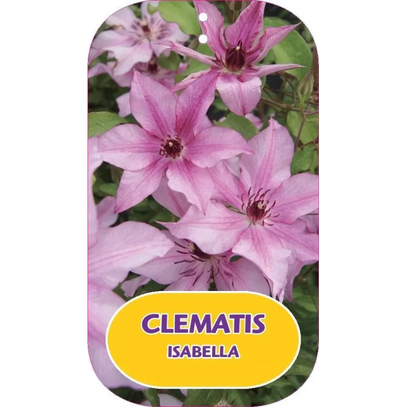 Plačiažiedė raganė - Clematis patens ISABELLA