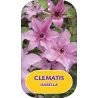 Plačiažiedė raganė - Clematis patens ISABELLA