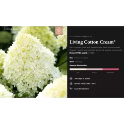 Hydrangea paniculata Living COTTON CREAM