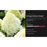 Šluotelinė hortenzija - Hydrangea paniculata Living COTTON CREAM