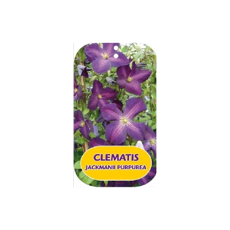 Raganė - Clematis Romantika