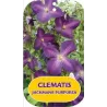 Puošnioji raganė - Clematis jackmanii JACKMANII PURPUREA