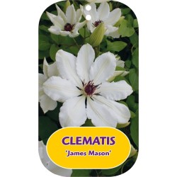 Plačiažiedė raganė - Clematis patens JAMES MASON