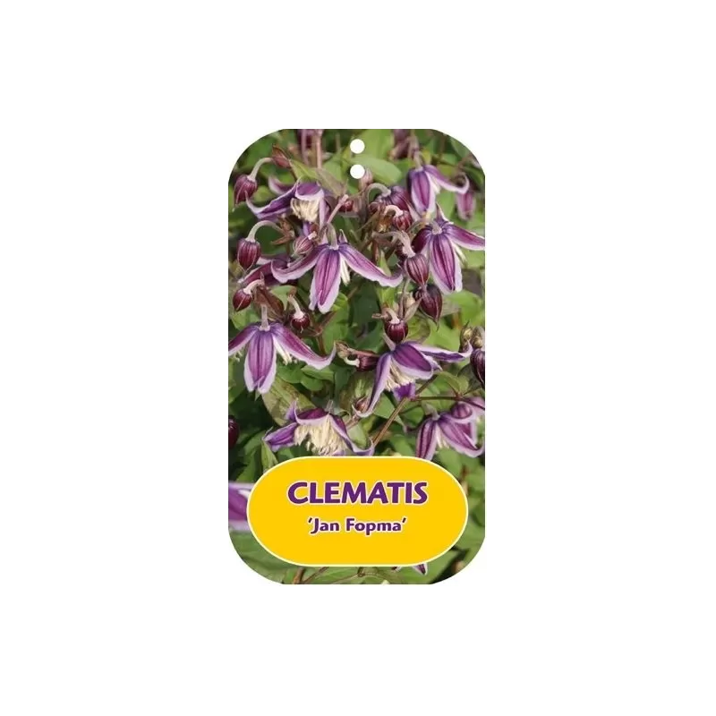 Įvairialapė raganė - Clematis diversifolia JAN FOPMA