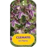 Įvairialapė raganė - Clematis diversifolia JAN FOPMA