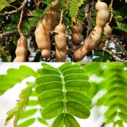 Indinis tamarindas - Tamarindus indica