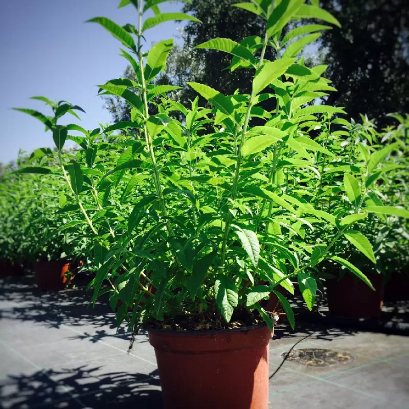 Citrininė lipija (verbena) - Lippia (aloysia) citrodora