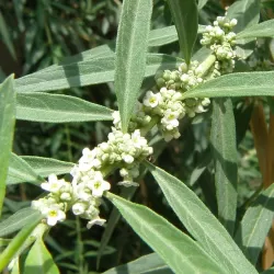 Argentininė mėtinė lipija (verbena) - Lippia polystachya