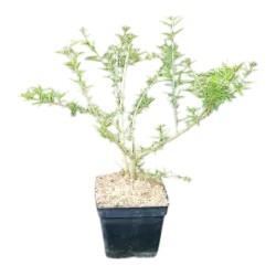 Argentine mint verbena - Lippia polystachya