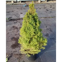 Baltoji eglė - Picea glauca CONICA