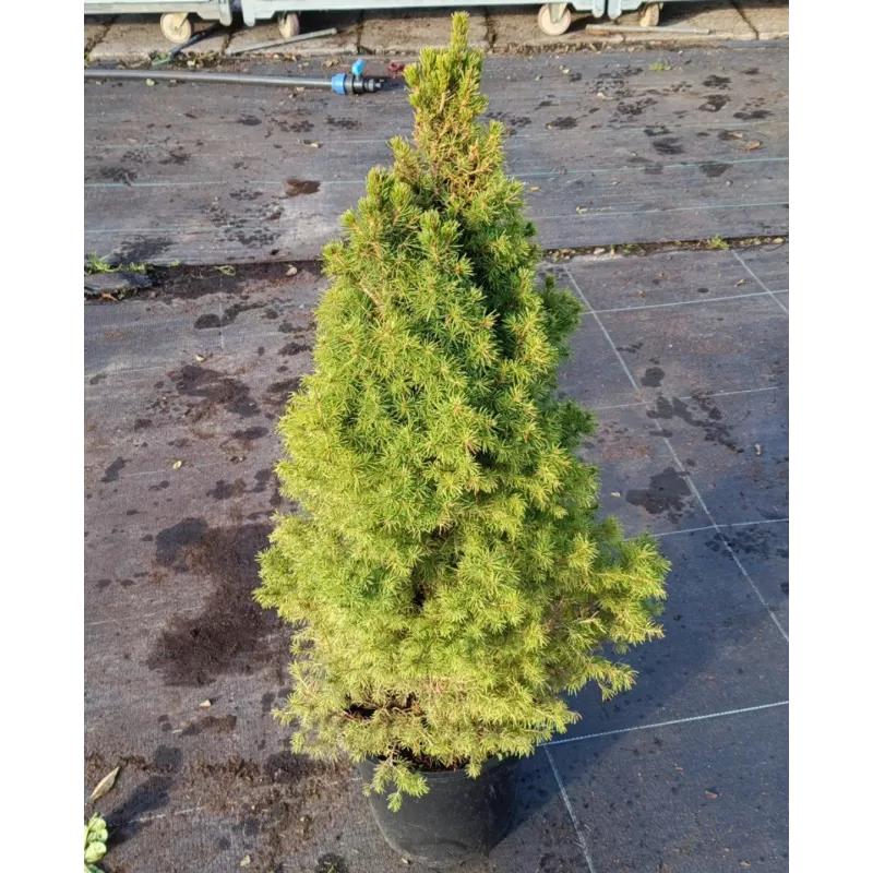 Picea glauca CONICA 24Ø 60-65CM gyva foto 2021-10-07