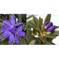 Rododendras (nykštukinis) - Rhododendron impeditum