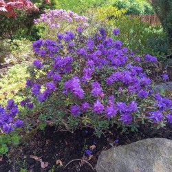 Rododendras (nykštukinis) - Rhododendron impeditum