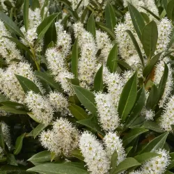 Užsisakyk augalus pavasariui jau dabar